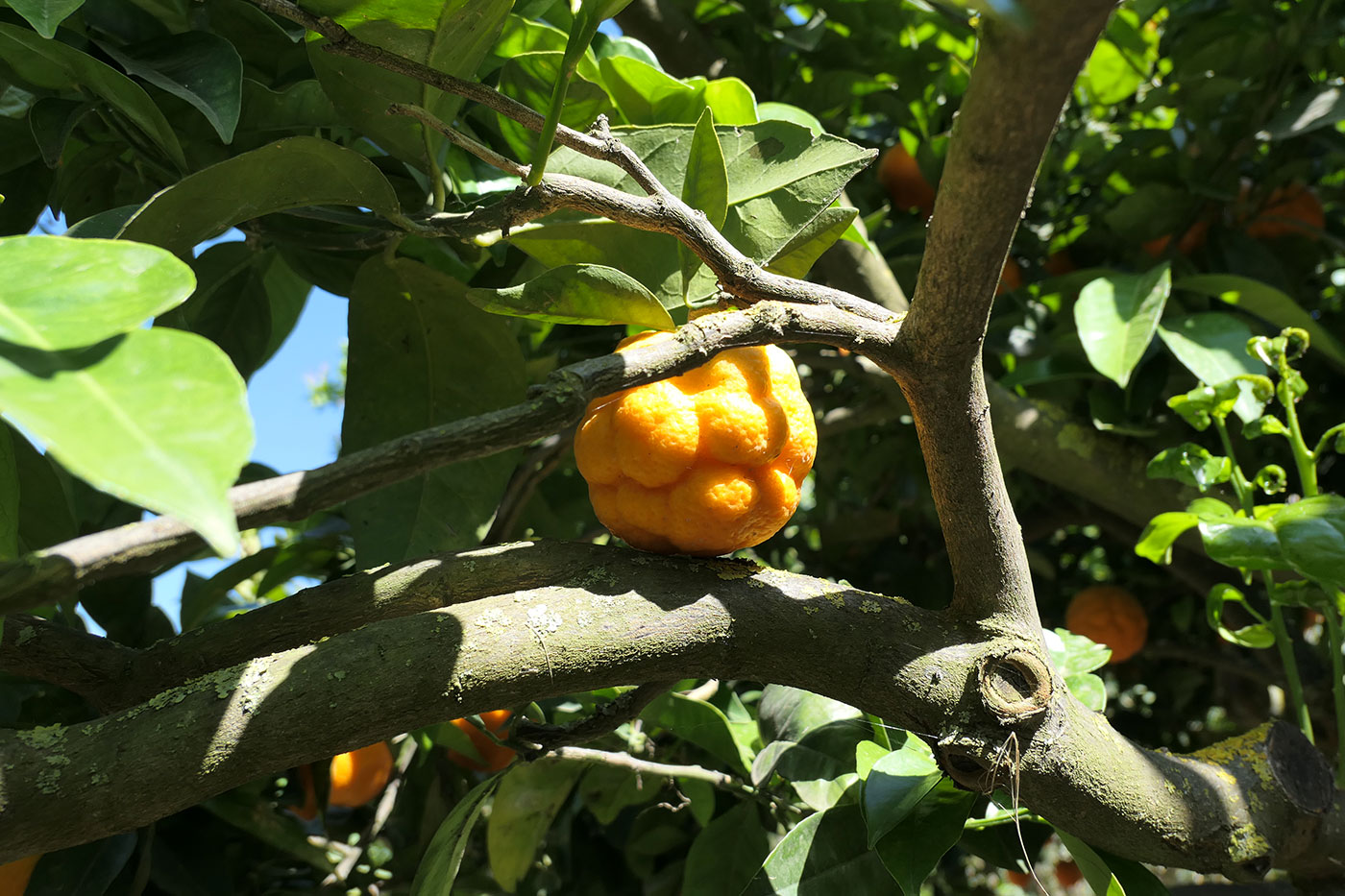 Citronnier, Jardin de la Kolymbetra-Agrigente-Crédit Numero Une