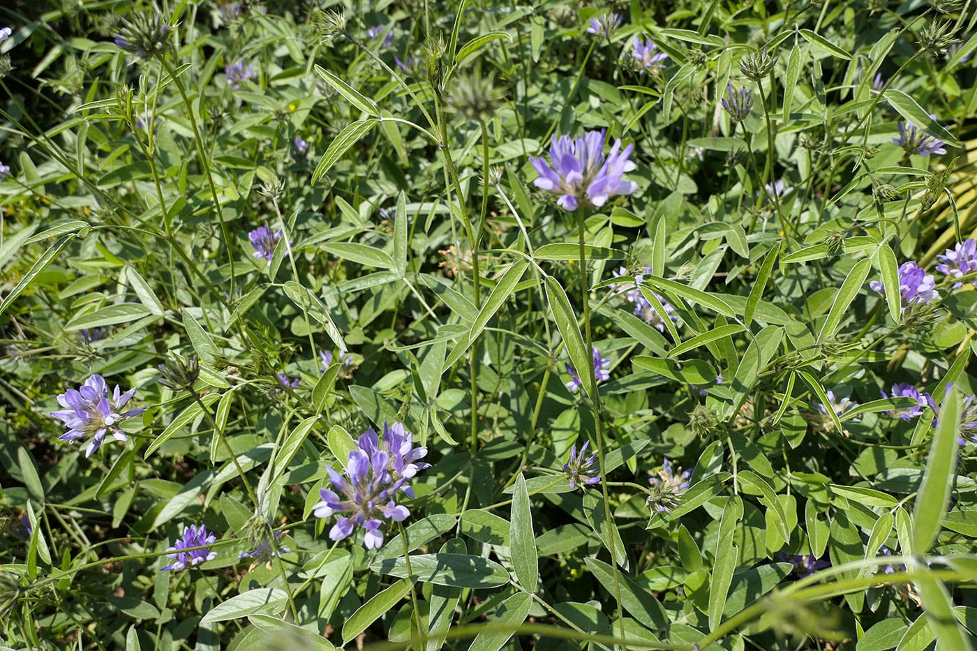 Fleurs Zingaro-Crédit Numéro Une