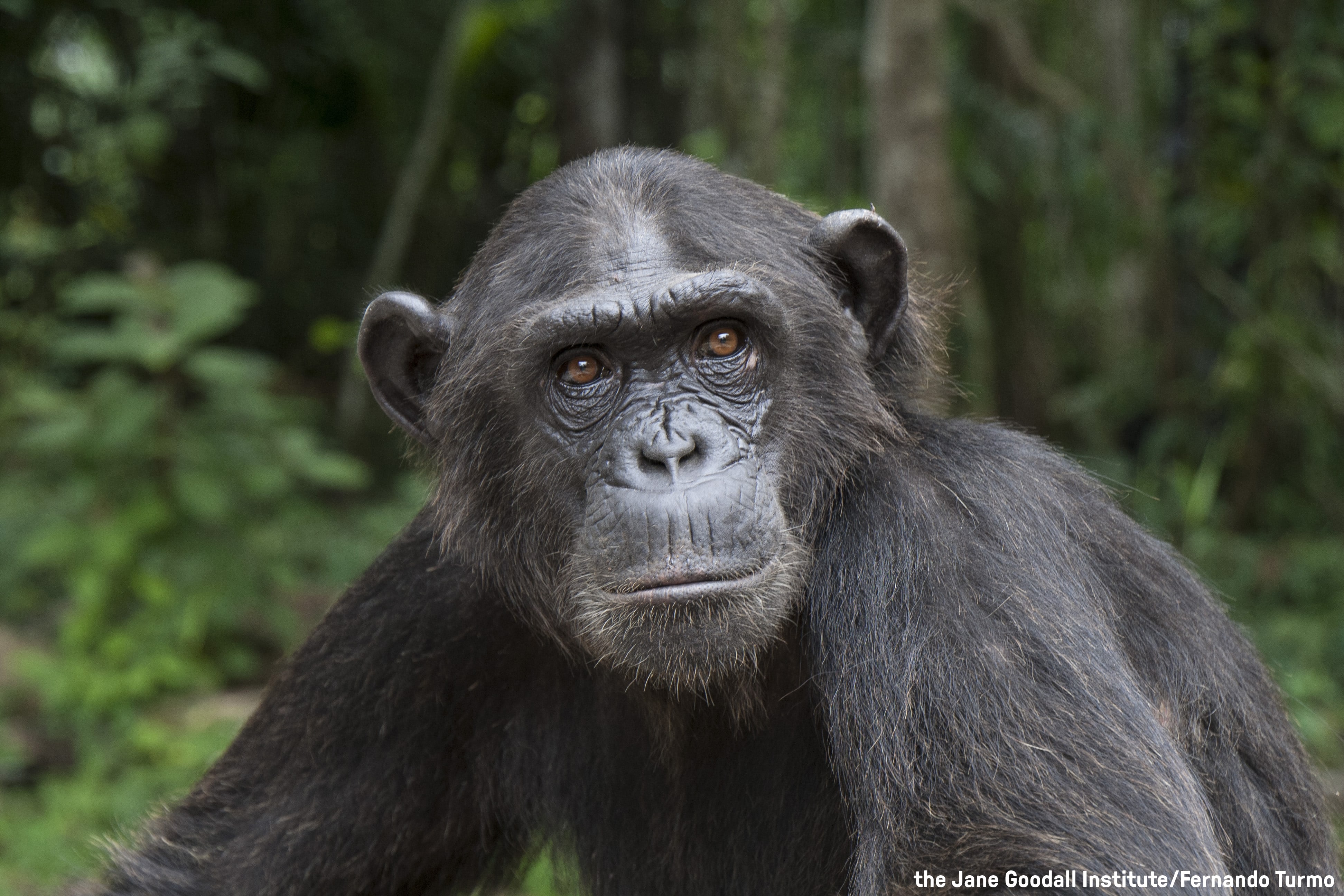 Photo d'un singe-The Jane Goodall Institute