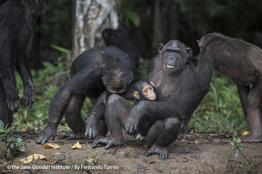 Photo de Singes-TheJane Goodall Institute