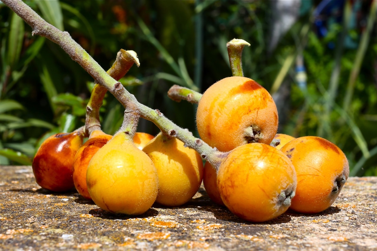 Nefles, Lucie Paimblanc via Blog Je veux tout Gouter