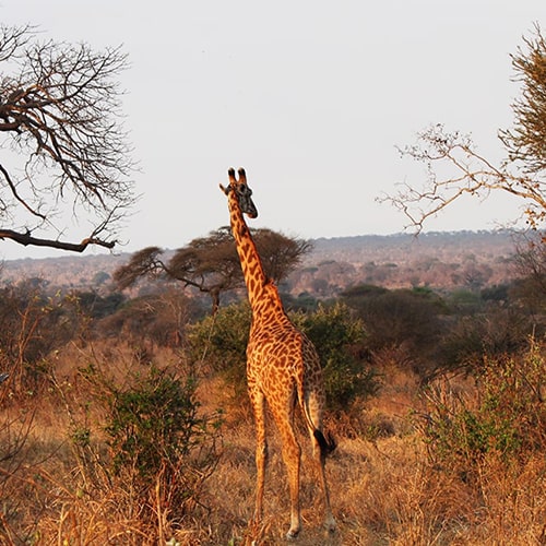 Tanzanie